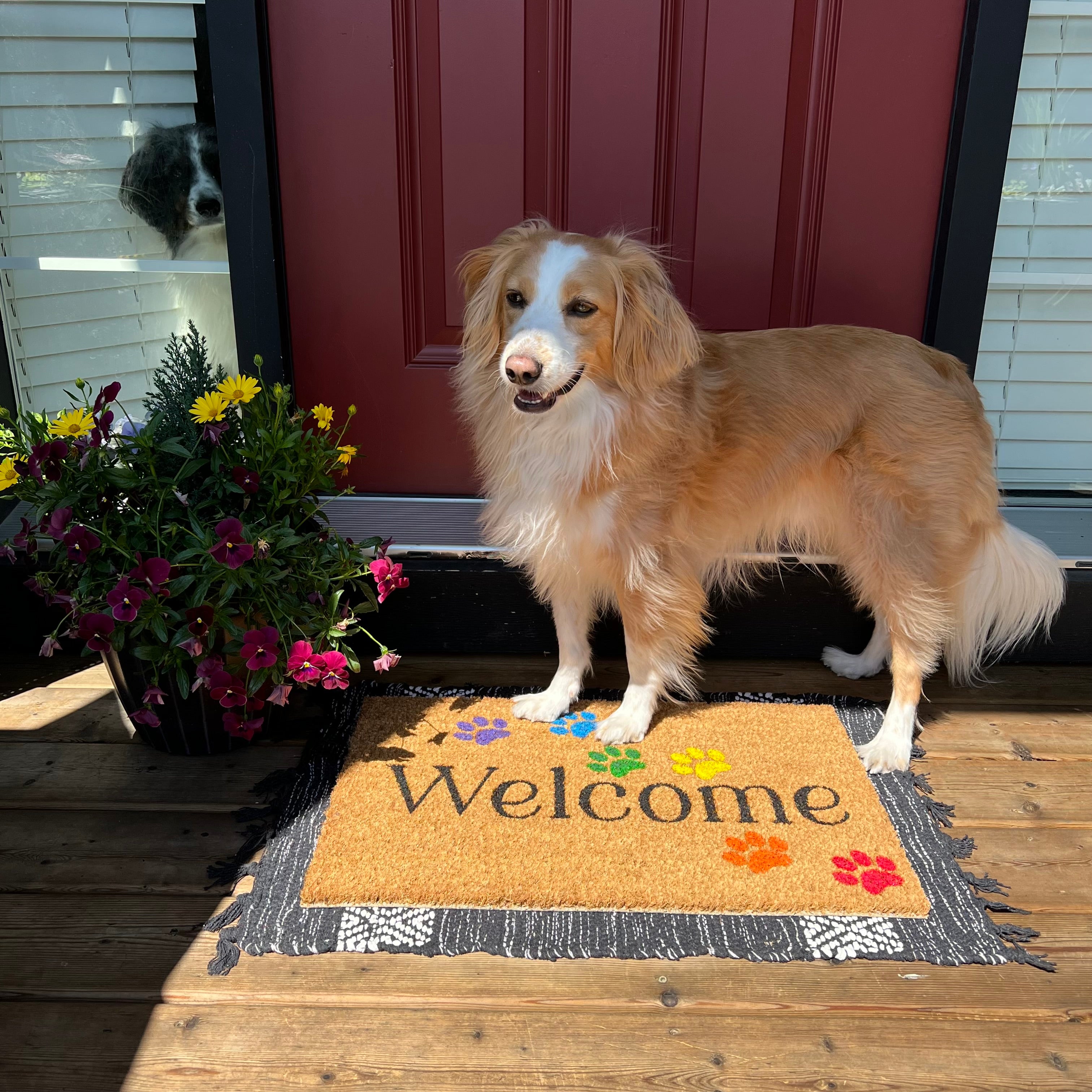 Welcome Pride Pet Paws